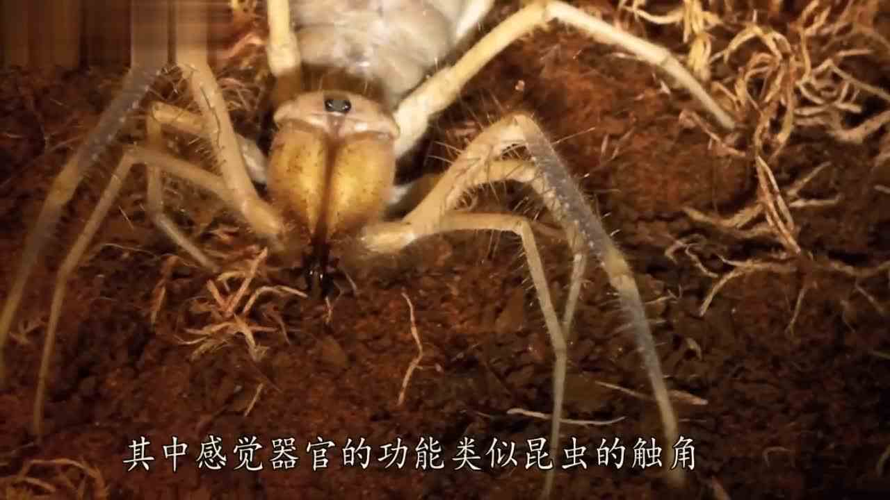 全身能伪装成叶片的虫子！拟态大师，在线教你玩消失！