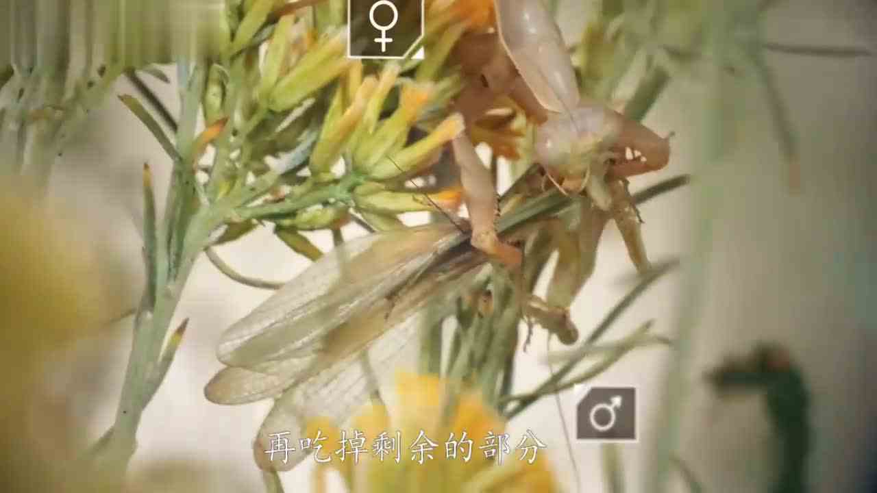 春游遇到大型蜘蛛怪！这也太大了，是变异的吗？呼叫奥特曼！