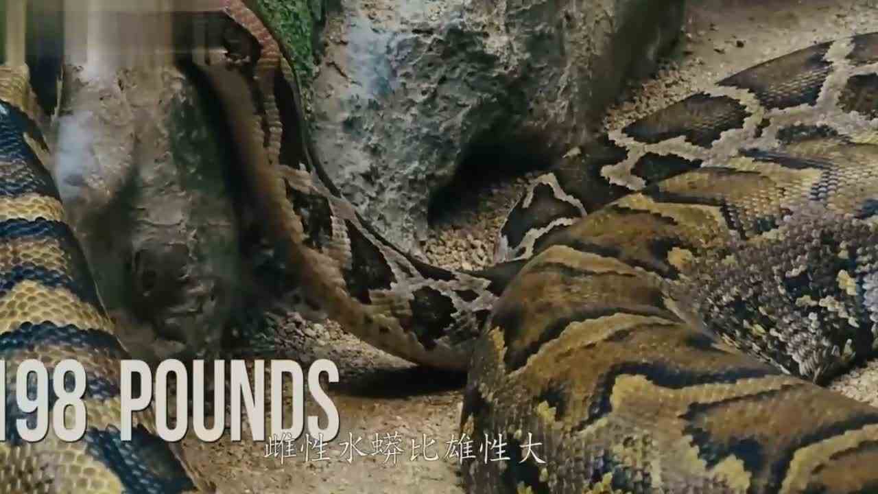 恐龙与蛇王之战？几亿年前巨型生物的战争，这VR技术也太厉害！