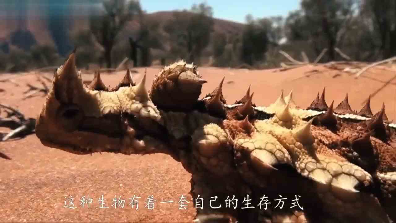 沙漠中的仙人掌蜥蜴！皮肤还会输送水份哦！真的好神奇呀！