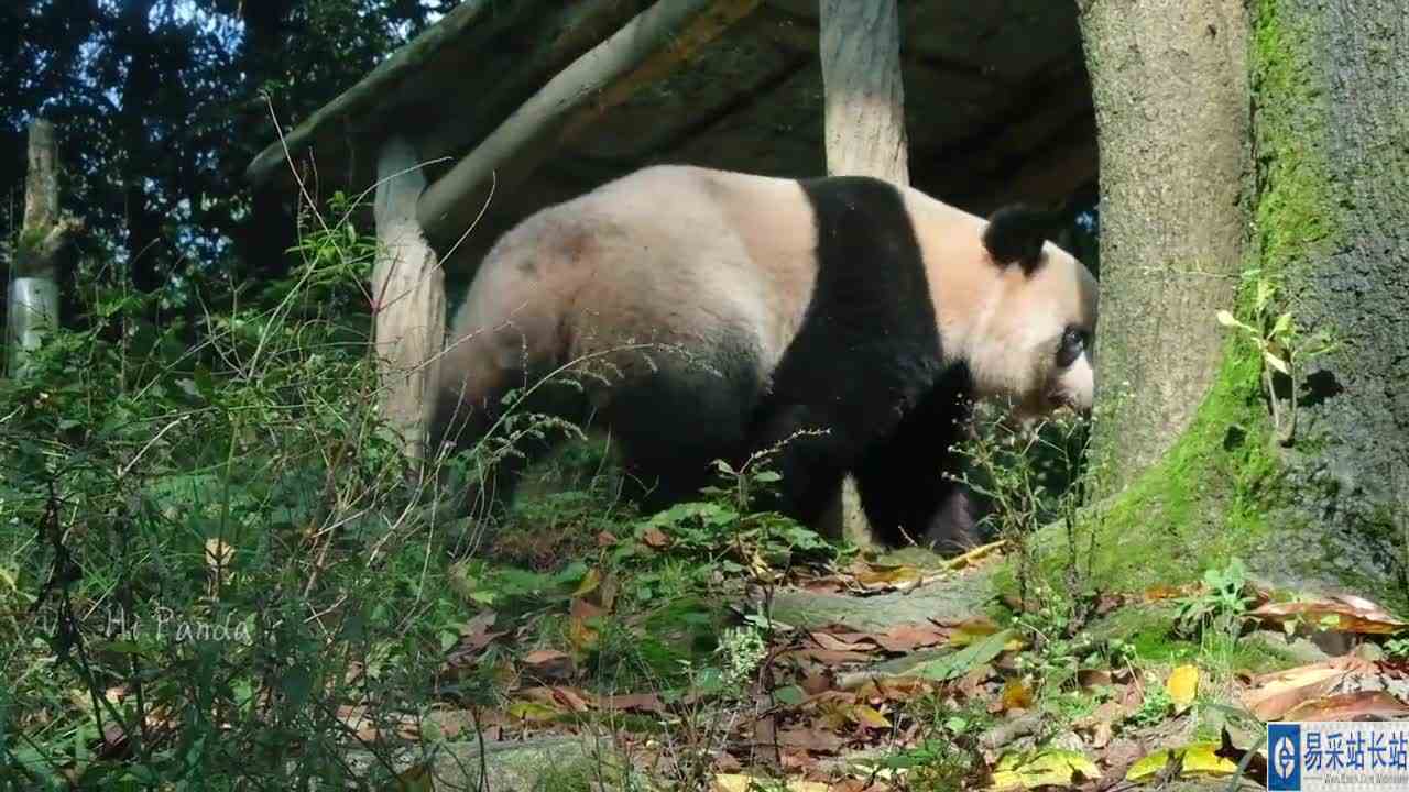 香香大约知道日本粉丝组团来看她了，一键开启宠粉模式