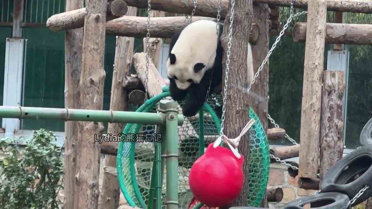 萌兰视频，求个标题！