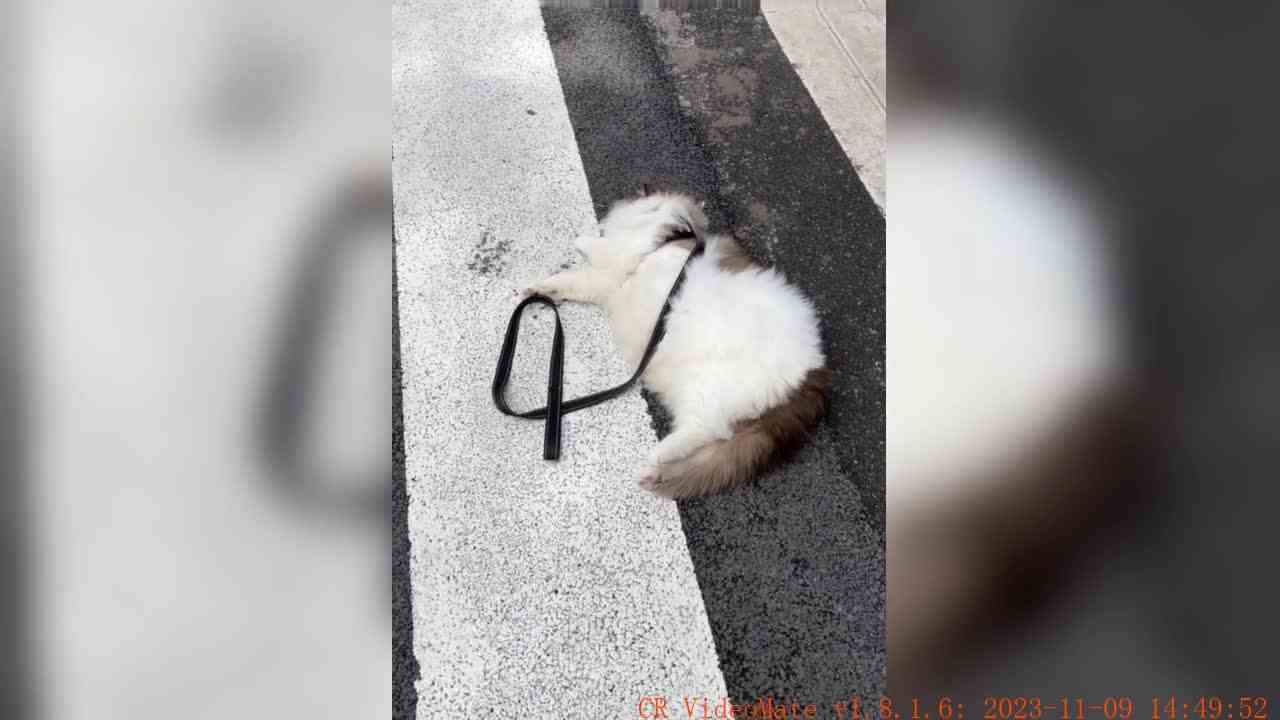 今天你就是si 也要自己si回家