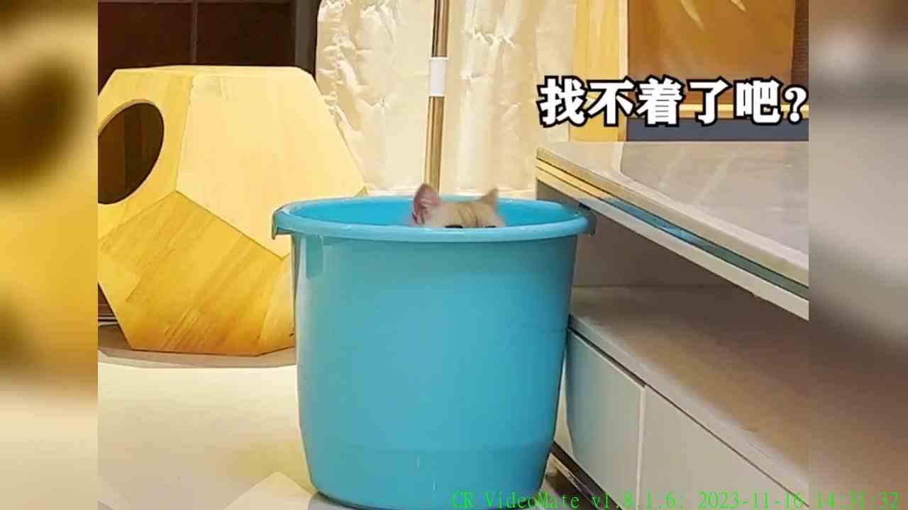 猫和老鼠诚不欺我
