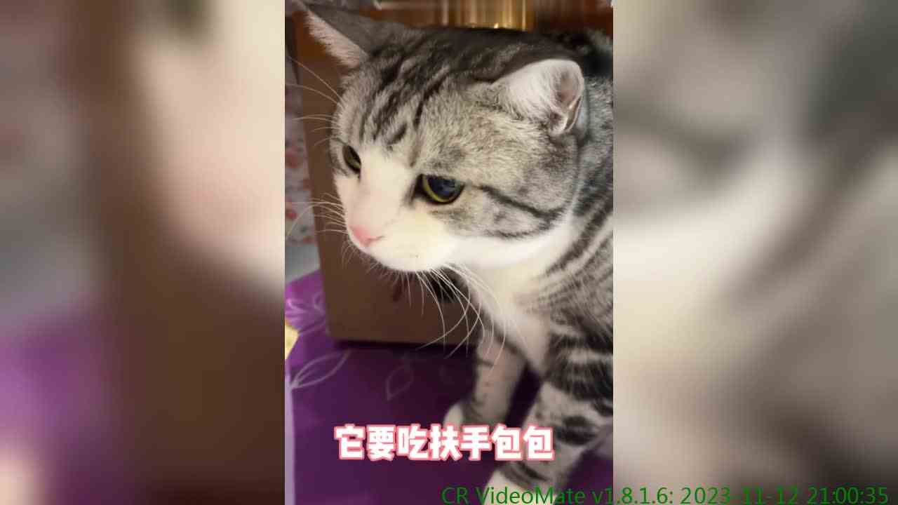 猫猫游戏：吃扶手包包