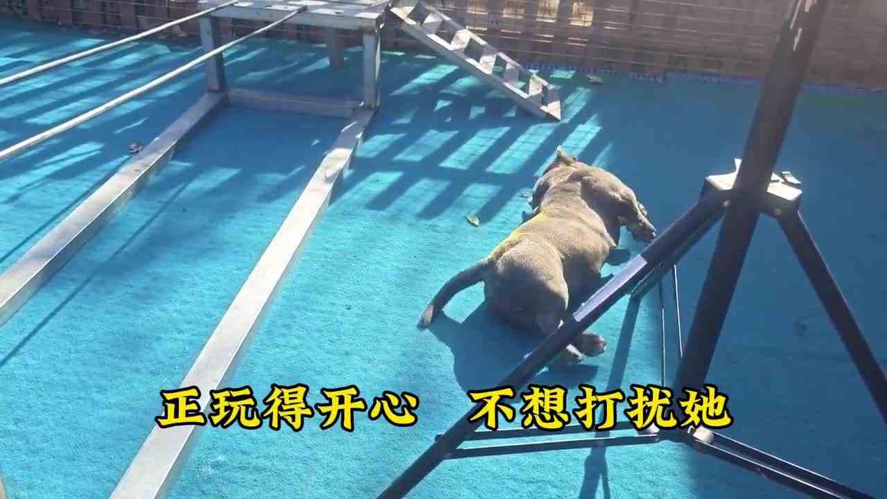 翻滚吧，小三，你的样子非常可爱，不忍心打扰你