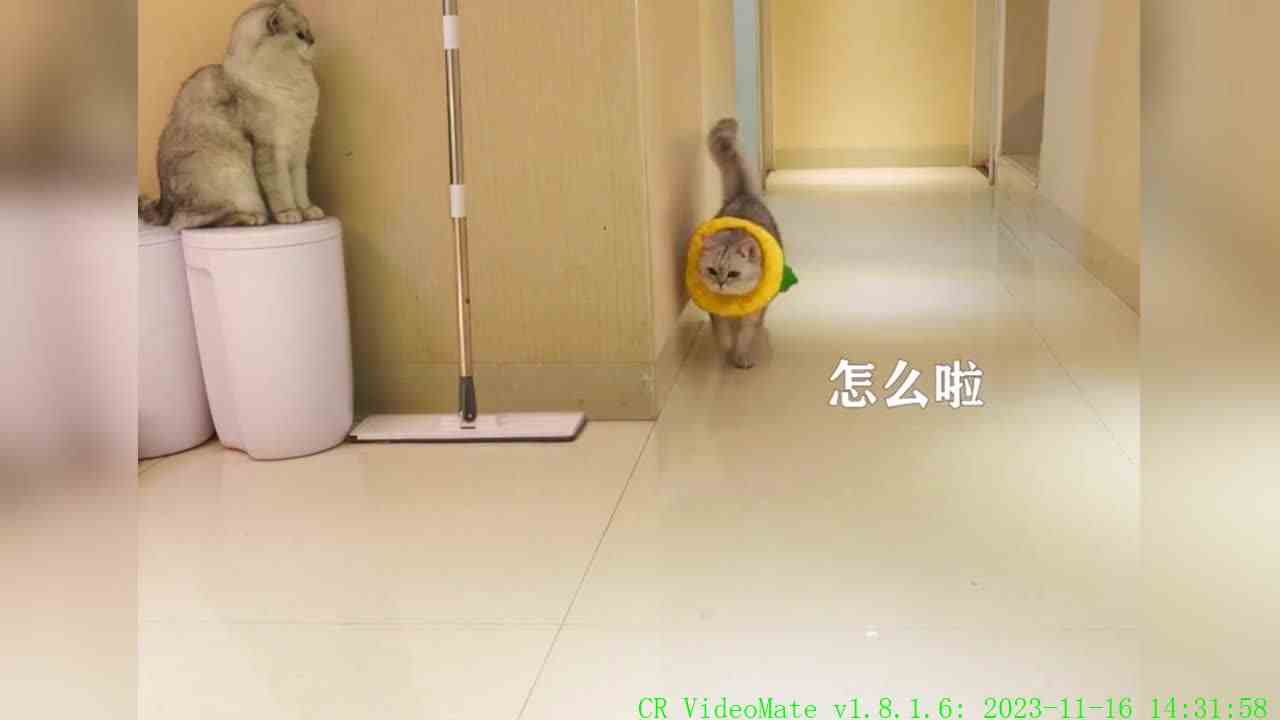 尼莫：终究还是错付了