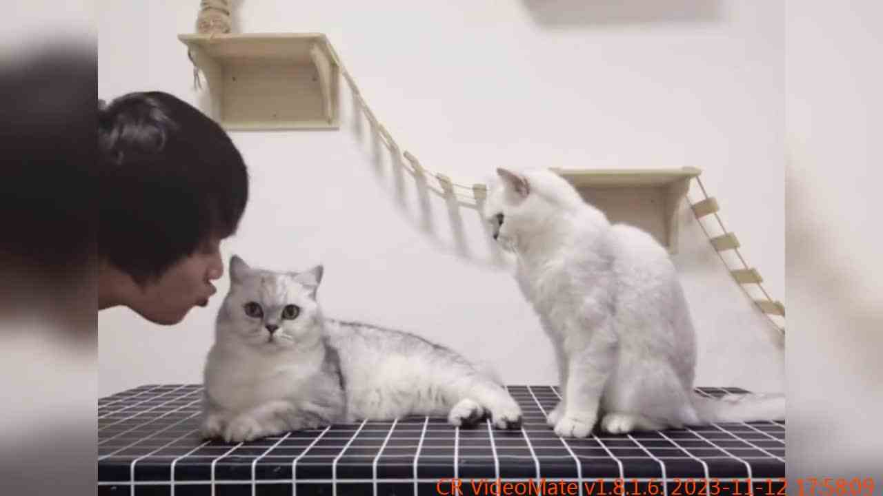 尼莫：我当你是兄弟，你居然