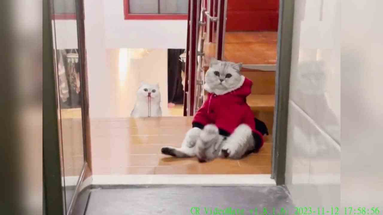 伤害极大，但是侮辱性更强