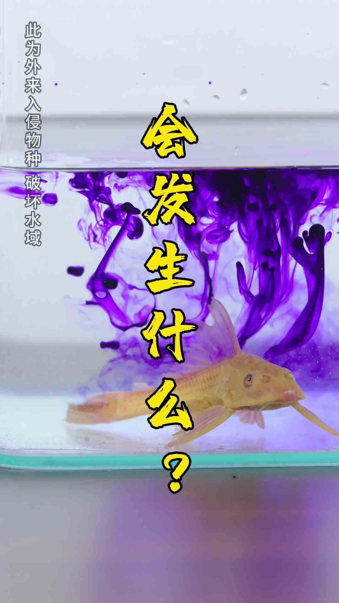 把清道夫放进紫药水里，会变成紫色吗？