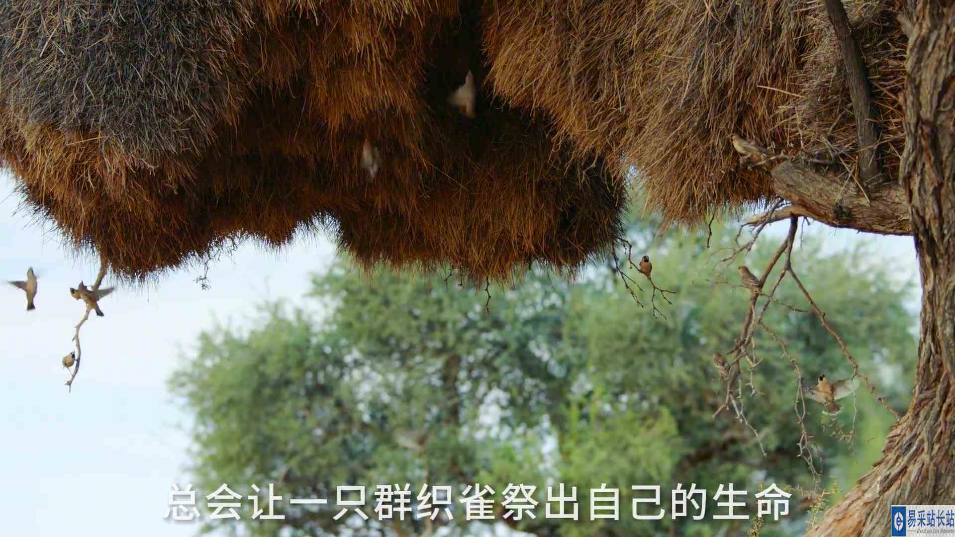 动物谋略：与天敌同居，用敌人打败敌人！