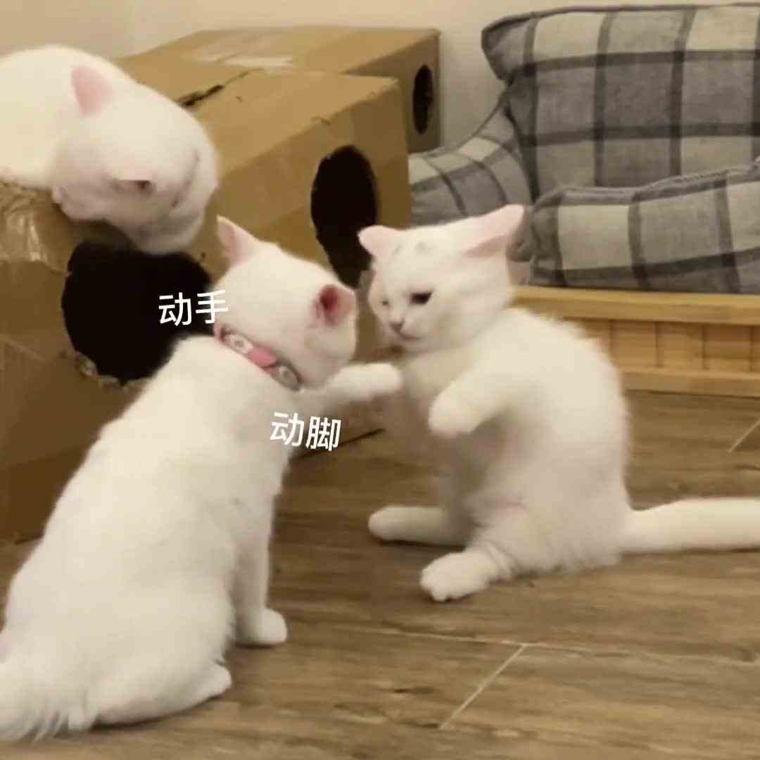 虽然很气！但是真的打不过…呜呜