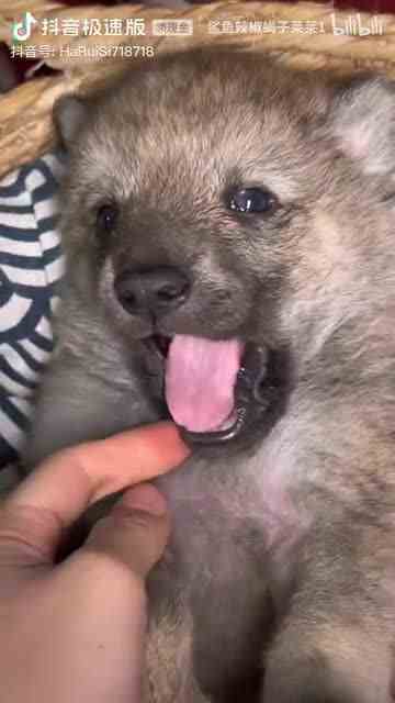 【鲨鱼辣椒蝎子莱莱1】最新视频来袭，快来看看吧！1