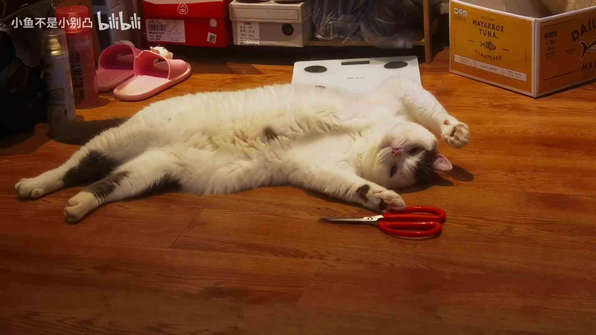 【小鱼不是小别凸】Up主探索中，欢迎收看求三连！