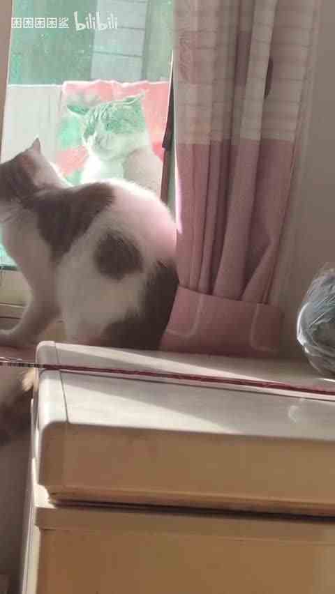 【困困困困鲨】最新视频上线，求关注！