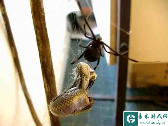 无处不在的蜘蛛、毒蛇、蜈蚣！30张狂野澳州的照片