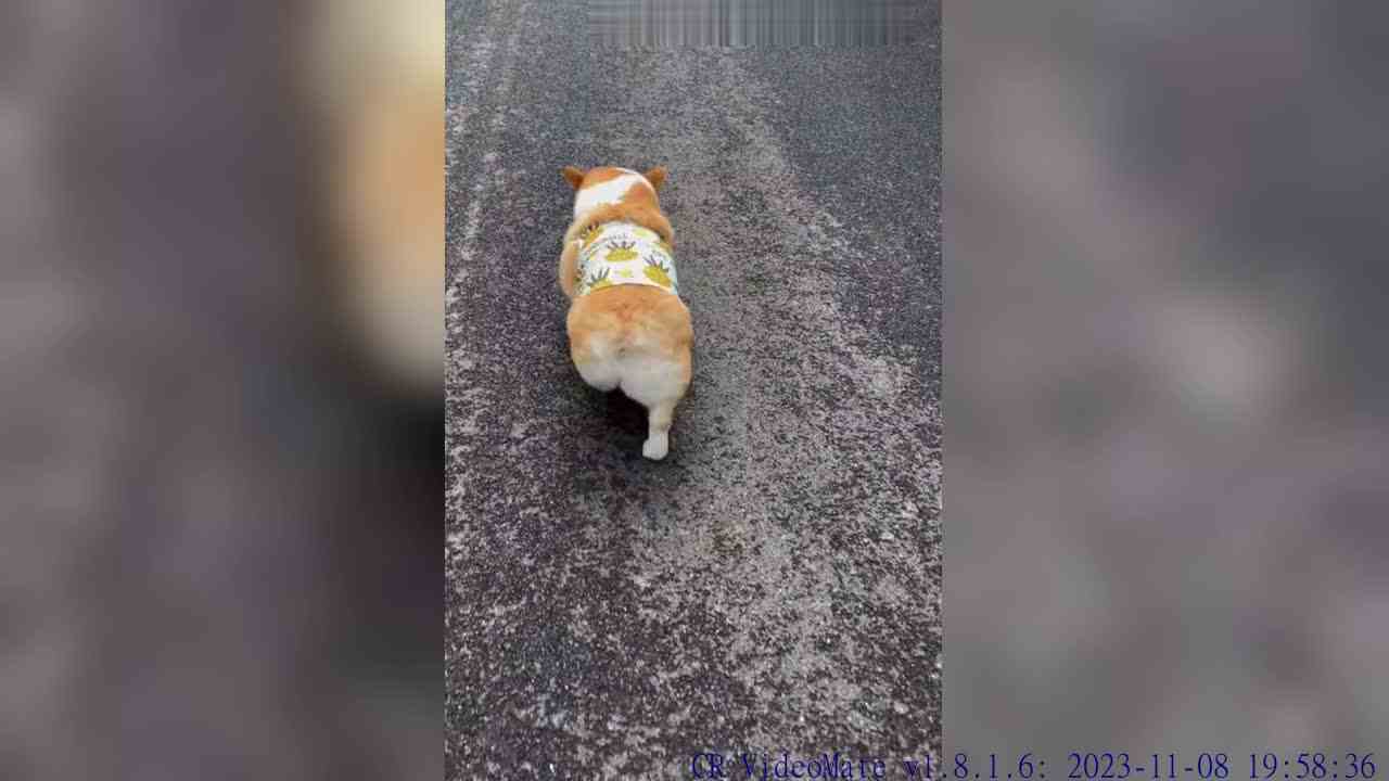 Ad太可爱了想一屁股坐死