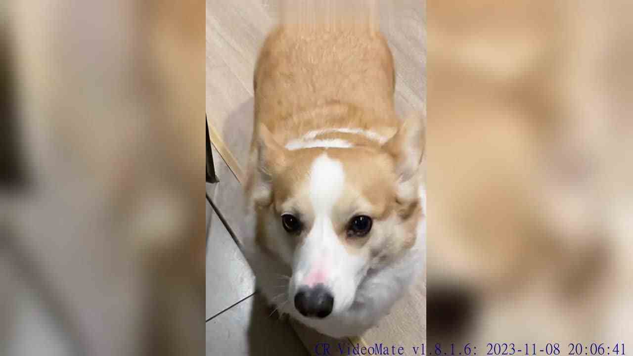 ad撒起娇来就没我什么事了，没有什么是ad撒娇不能解决的，如果有那就再撒一个