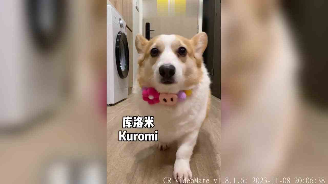 ad在家偷偷排练很久了，今天来送ad参加