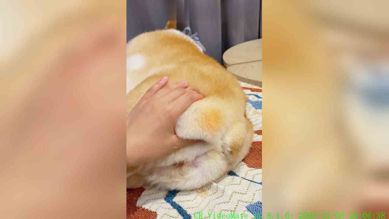 qq弹弹还能拉