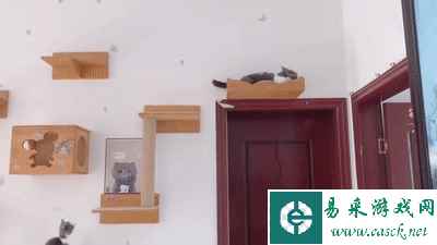 谁家猫半夜出来报恩了 动图 奇怪的癖好被女票发现了