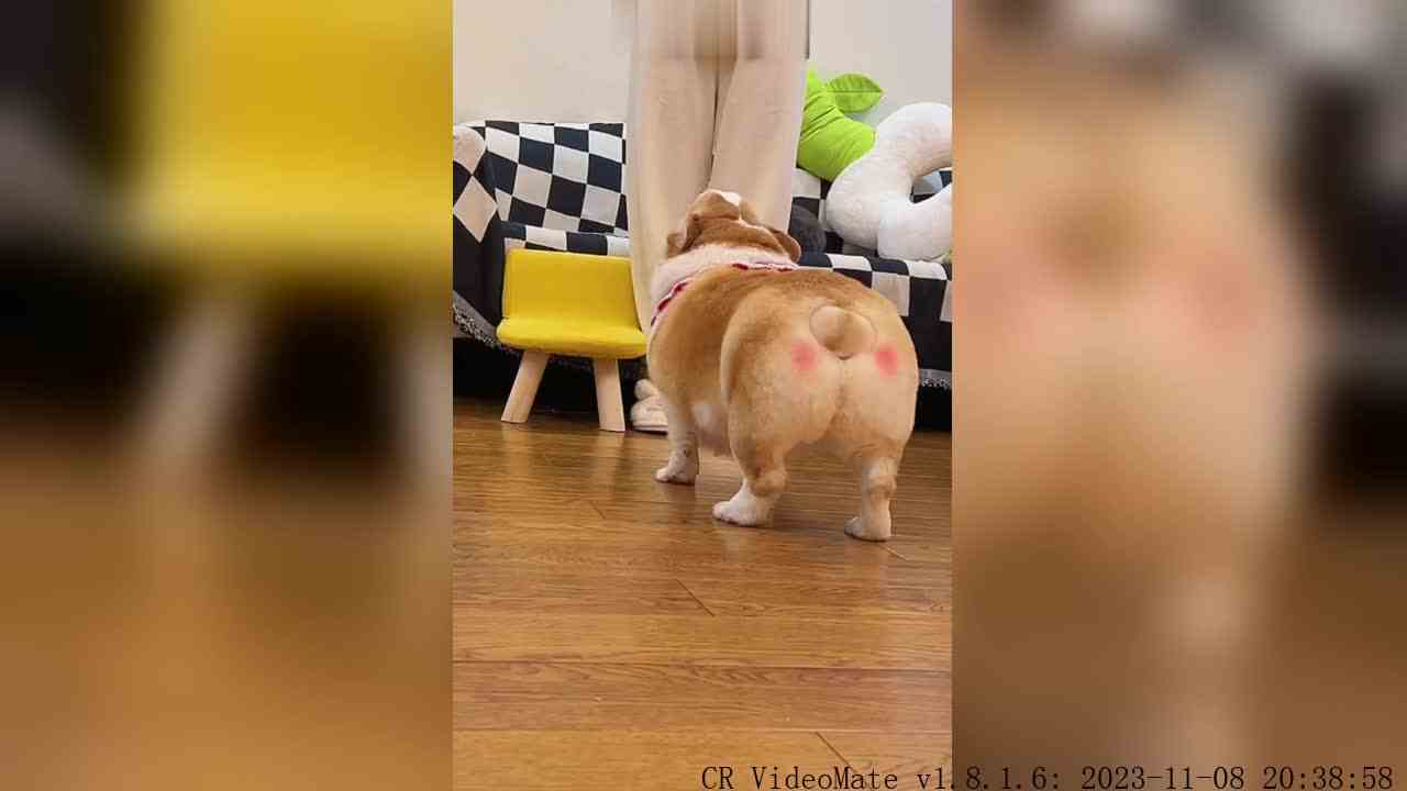 还有人没看过 ad撒娇吗！快艾特你的朋友来看