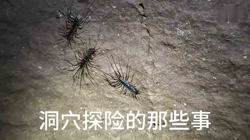 洞穴生物  旅行推荐官  团结，私人定制 青少年洞穴科普