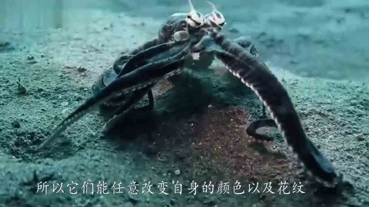 这3个拟态大师也太厉害了！简直会隐身术啊！藏起来就别想找到！