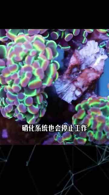每个海缸玩家都有的隐藏技能，你知道吗？