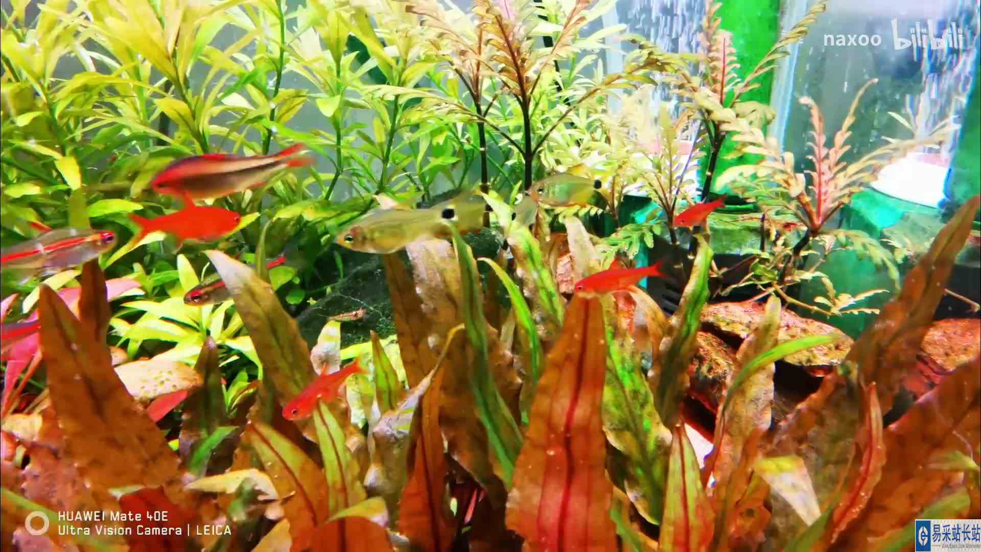 【naxoo】我的最新作品，快来一睹为快！