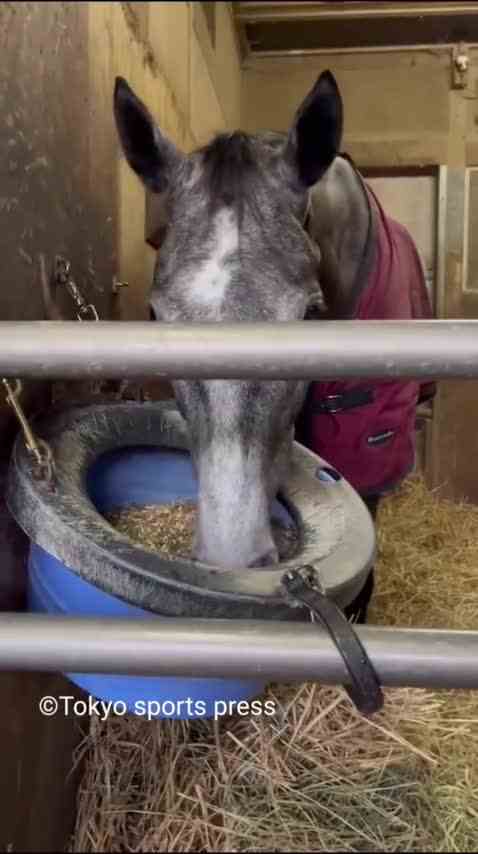 【转载】大只船妞コスモエスメラルダ赛前干饭修脚视频泄露（？