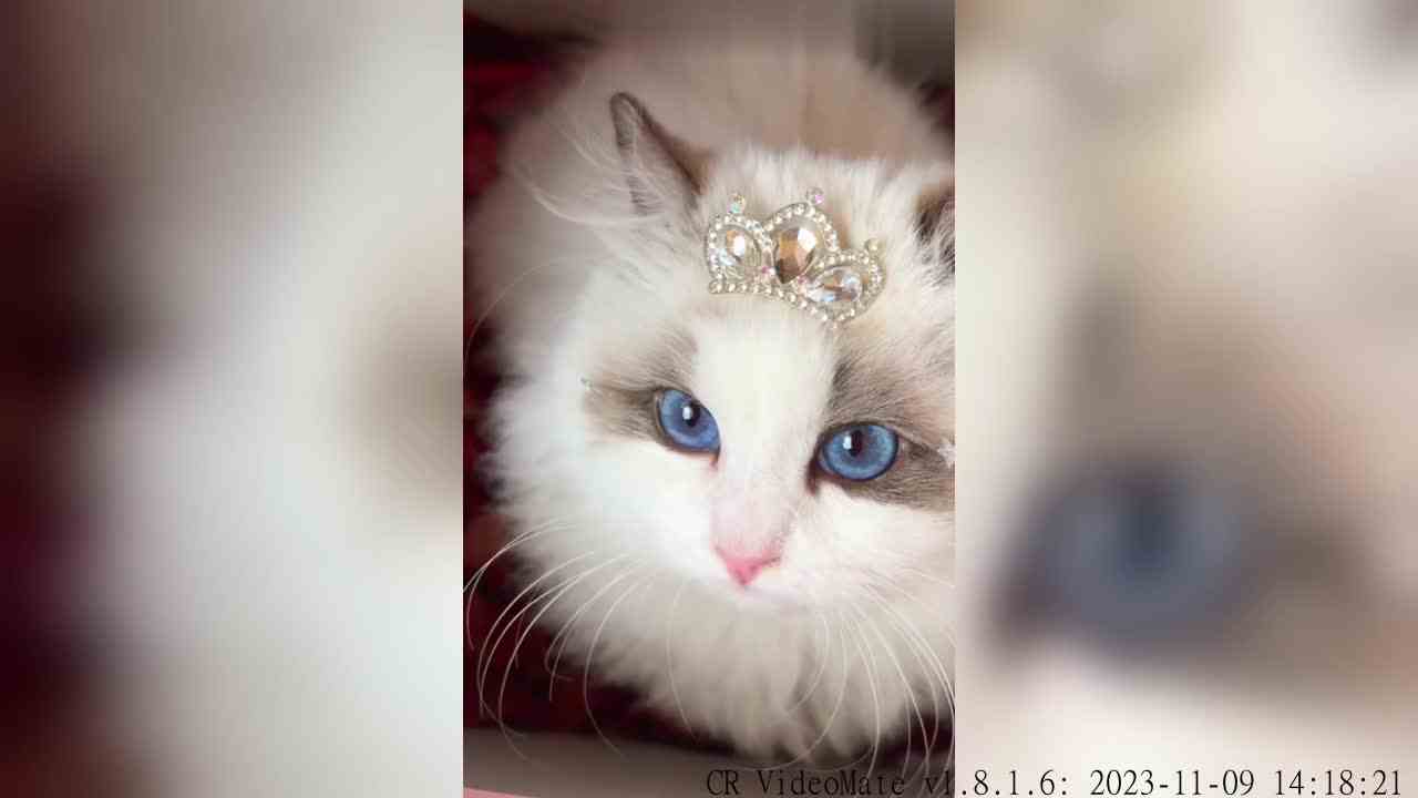 重新打包下，差点被你逃走了阿莲娜妹妹