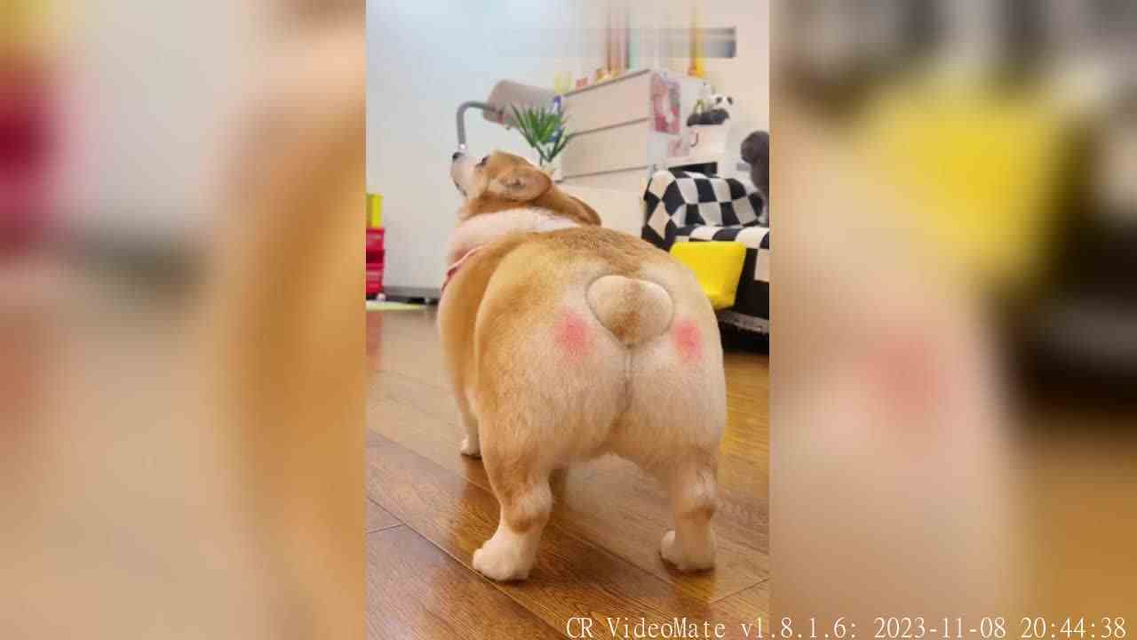 来和妲己玩耍吧