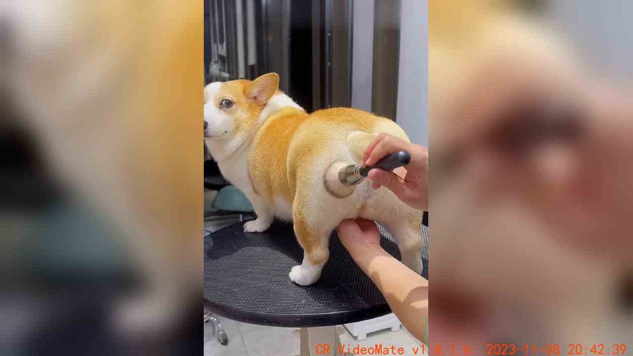 卡点小狗