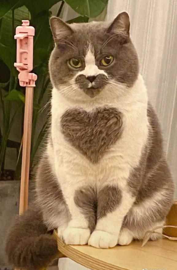 一周四天工作日满意吗？囧图 粉粉嫩嫩的东西谁不喜欢