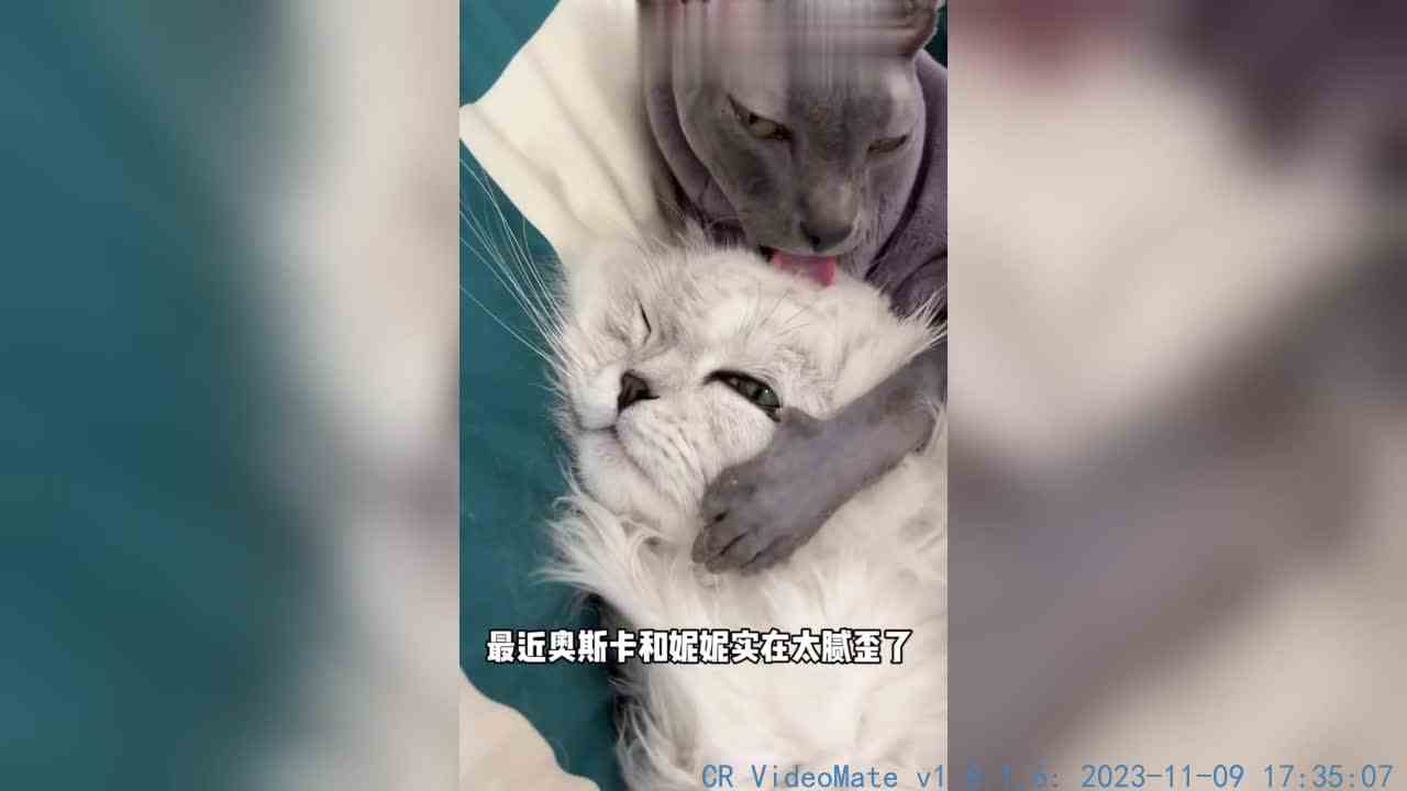卡子哥终于找到了老婆啦～
