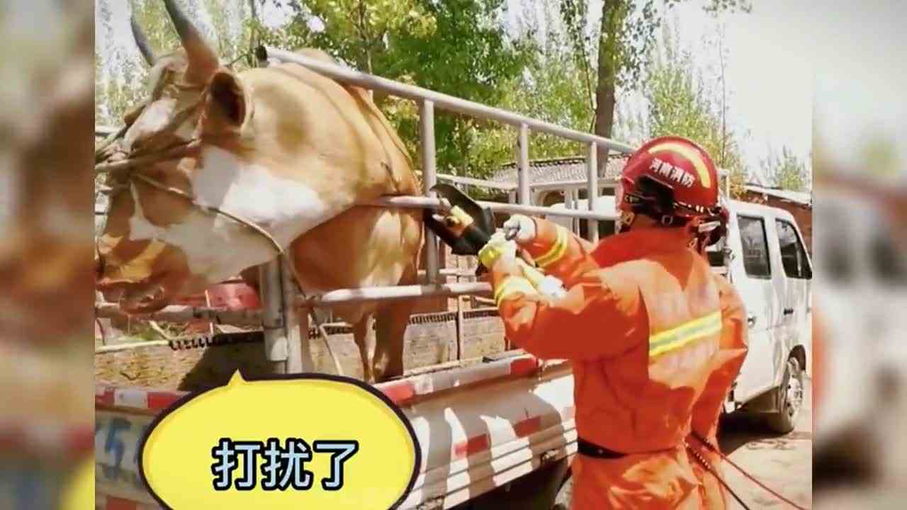 问君能有几多愁，恰似栅栏卡狗头