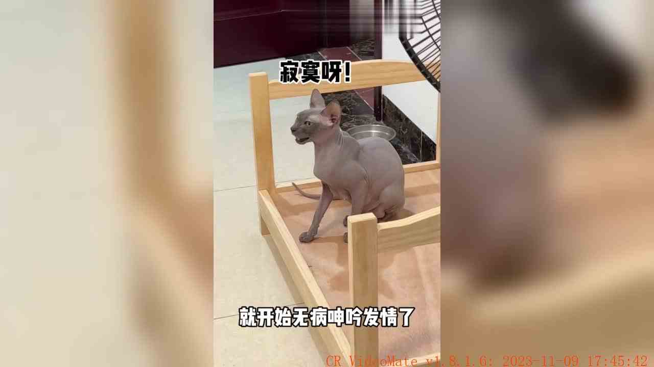 就这么草率的把妮妮给噶了！~