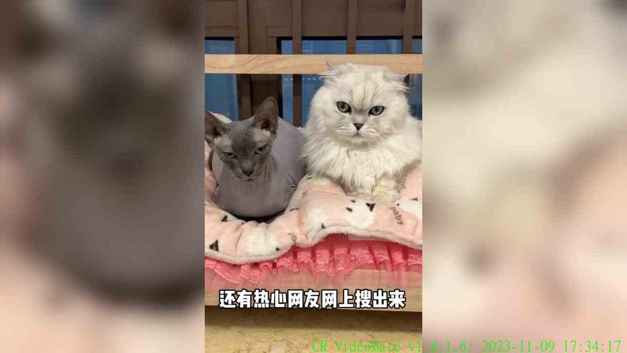 还是卡子哥天真，说啥他都信