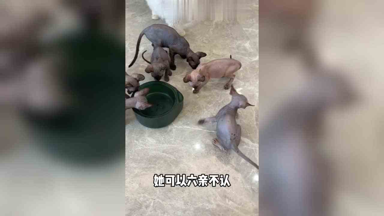 鸡姐这两天要走了~呜呜呜