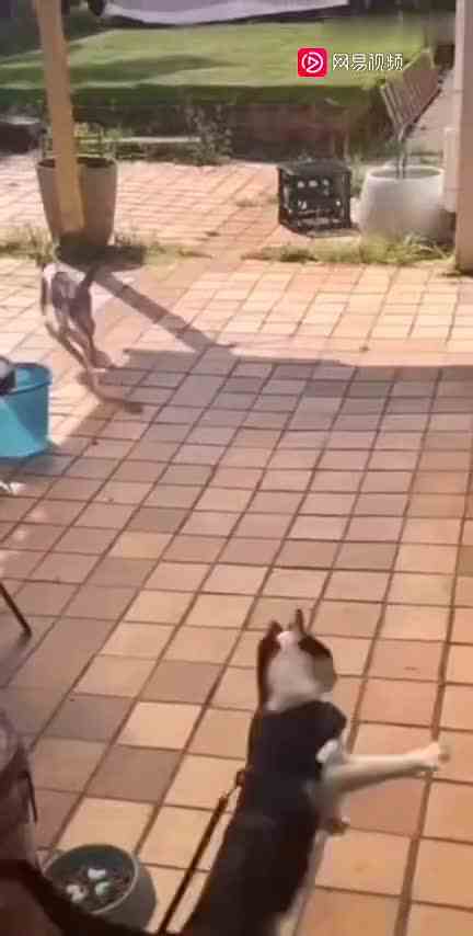 【apex】不是，哥们，我玩了900小时还不会蹬墙跳啊