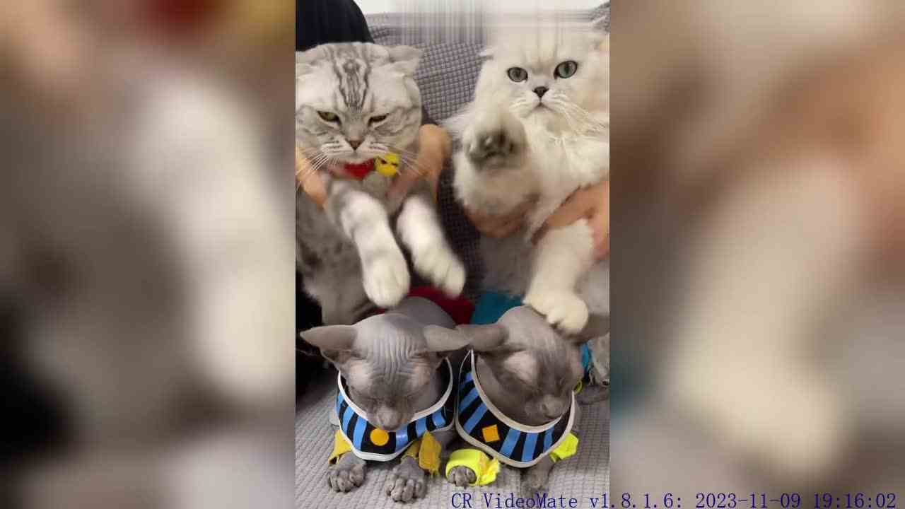 奥斯卡：我想知道敲秃头有多响