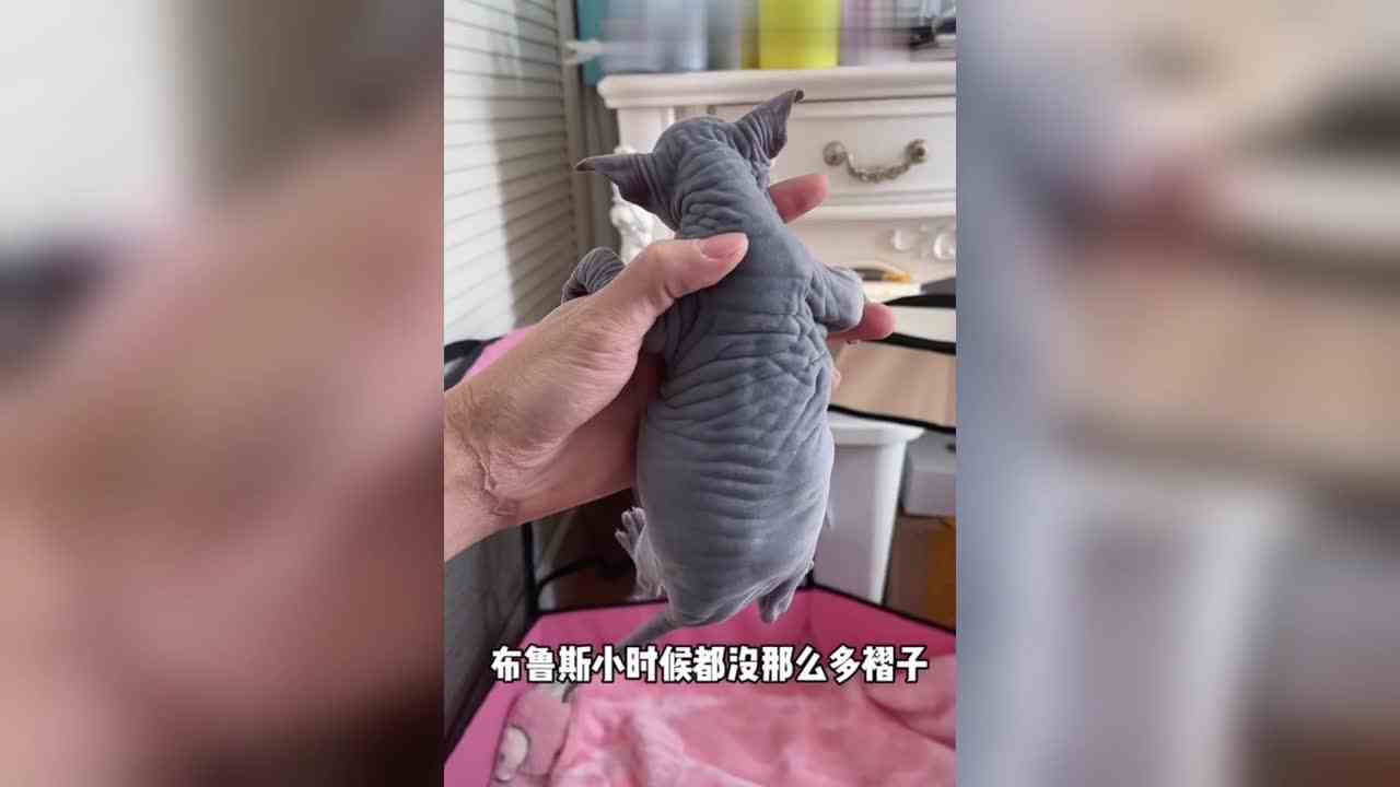 我都迫不及待的想给蓝妹妹想一个帅气的名字了