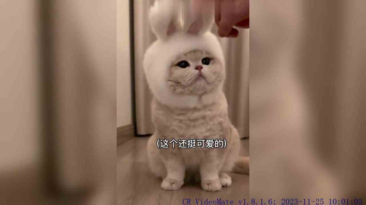 新的一年解锁新皮肤 我的兔兔猫猫是不是还挺可爱的？