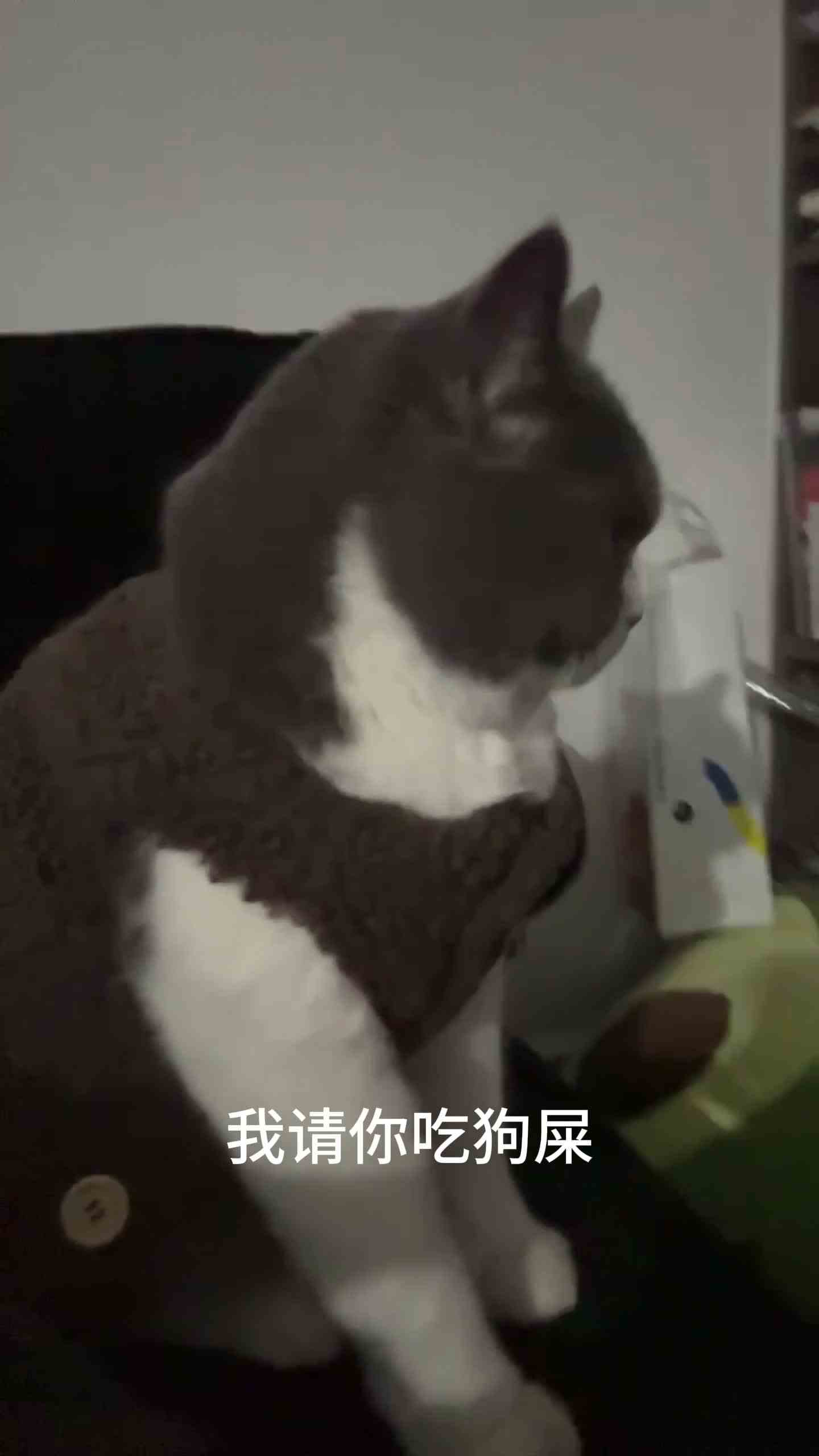 我的世界不能没有小猫咪呀