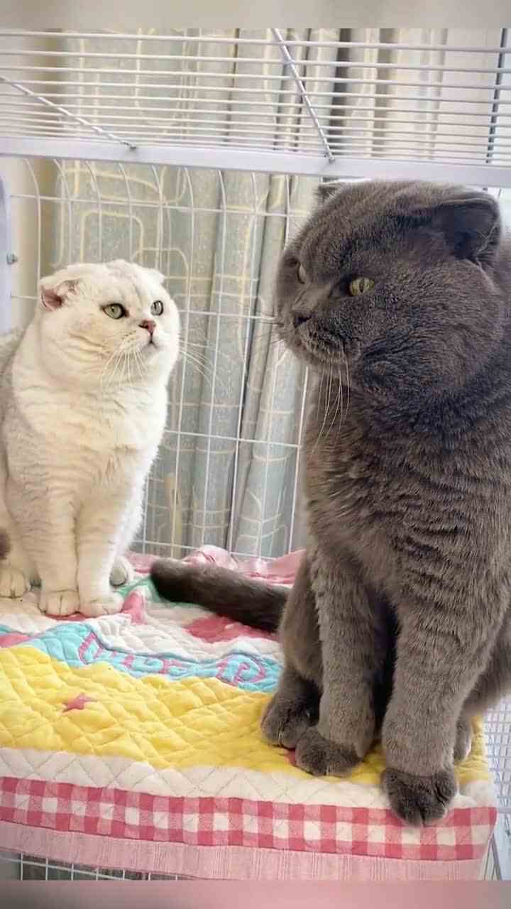 人呐就是不禁夸dok