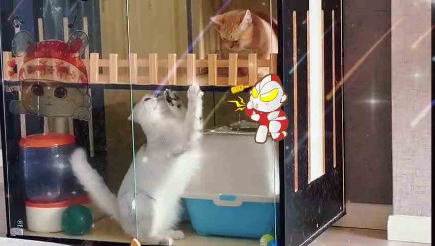 公主球，自嗨时间？完全放飞自我了？