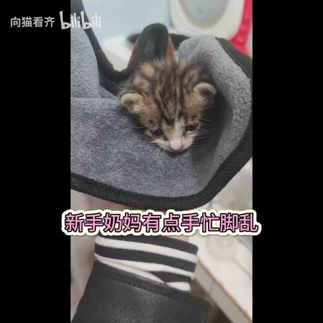 12月份主线任务已领取！！无痛当妈，奶娃手忙脚乱！！