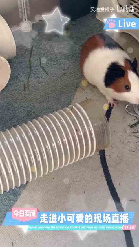 【灵魂爱橙子】最新视频来袭，快来看看吧！