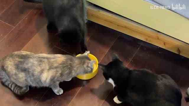 多线程资源竞争与回合制吃饭1